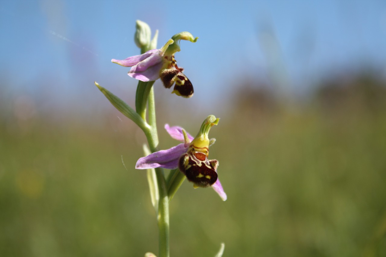  Bienenragwurz (eine Orchidee)